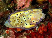 Chromodoris kunei